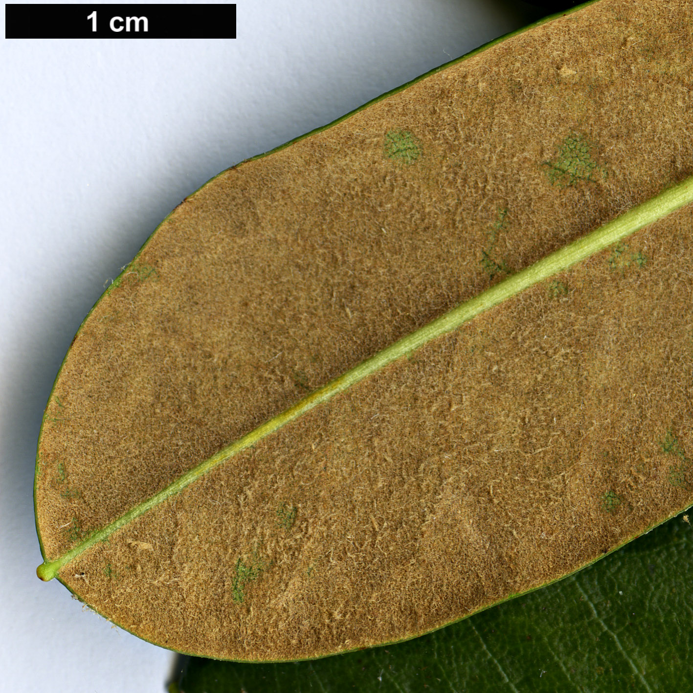 High resolution image: Family: Ericaceae - Genus: Rhododendron - Taxon: dichroanthum - SpeciesSub: subsp. apodectum